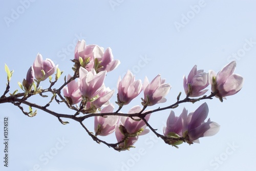 twig of magnolia tree blooming