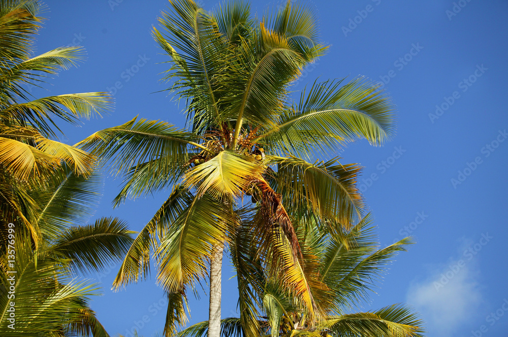 palmiers sous un ciel bleu