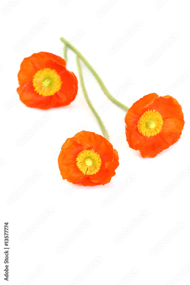 Naklejka premium red poppies