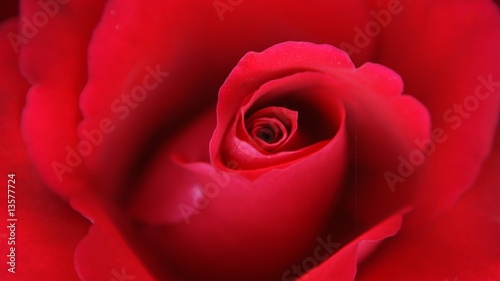 Red rose