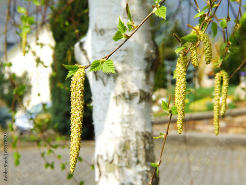 Birkenblüten