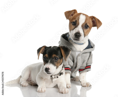 two Jack russell puppy (3 months old) © Eric Isselée