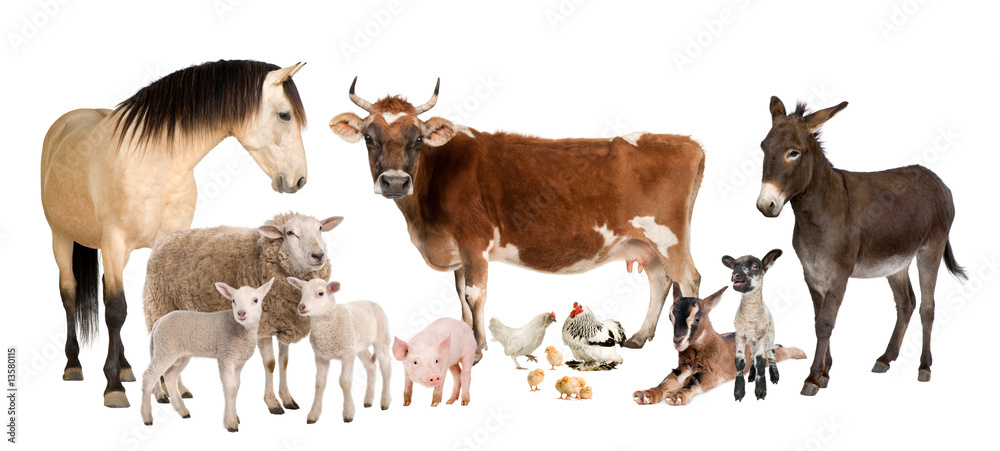 Obraz premium grupa zwierząt gospodarskich: krowa, owca, koń, osioł, kurczak, baranek