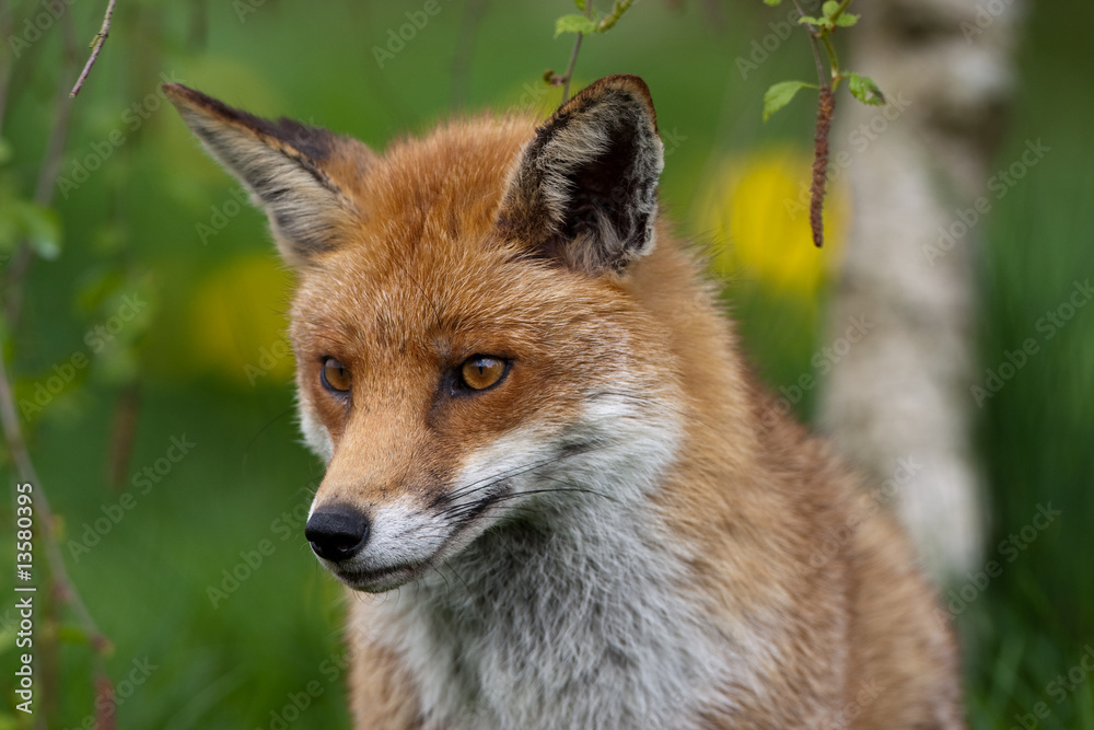 Fototapeta premium Red Fox in British Countryside