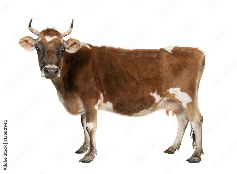 brown Jersey cow (10 years old)