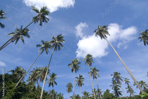 tropical beach with coconut trees