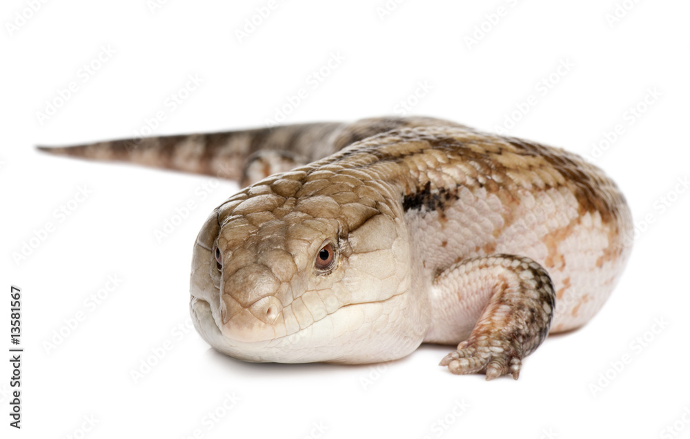 Blue-tongued skink - Tiliqua Scincoides (7 yeras old - female) Blue-tongued skink - Tiliqua Scincoides (7 yeras old - female)