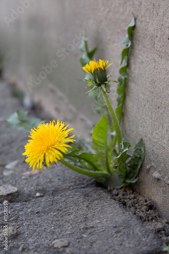 Dandelion in city
