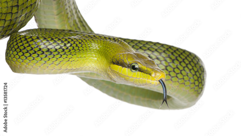 Fototapeta premium Red-tailed Green Ratsnake - Gonyosoma oxycephalum