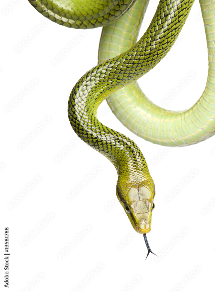 Obraz premium Red-tailed Green Ratsnake - Gonyosoma oxycephalum