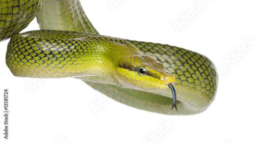 Red-tailed Green Ratsnake - Gonyosoma oxycephalum photo