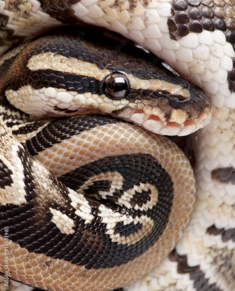 Fototapeta premium Close up on a Young Python regius (10 months old)