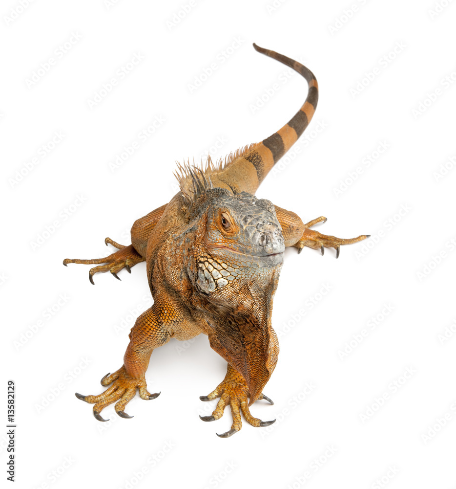 Green Iguana - Iguana iguana (6 years old) Green Iguana - Iguana iguana (6 years old)