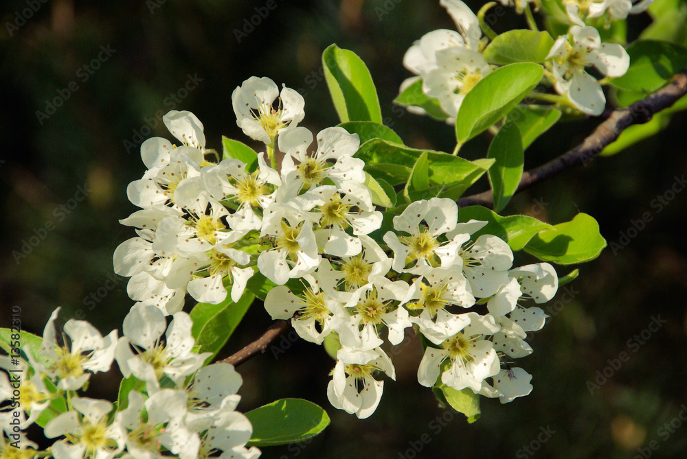 Birnbaumblüte - flowering of pear tree 03 Birnbaumblüte - flowering of pear tree 03