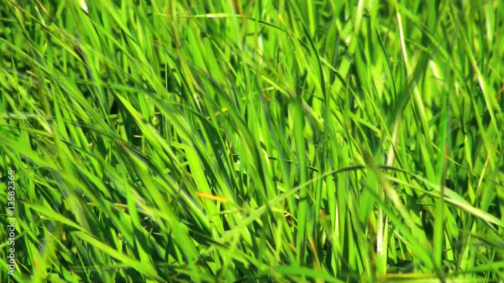 gras im wind gras im wind