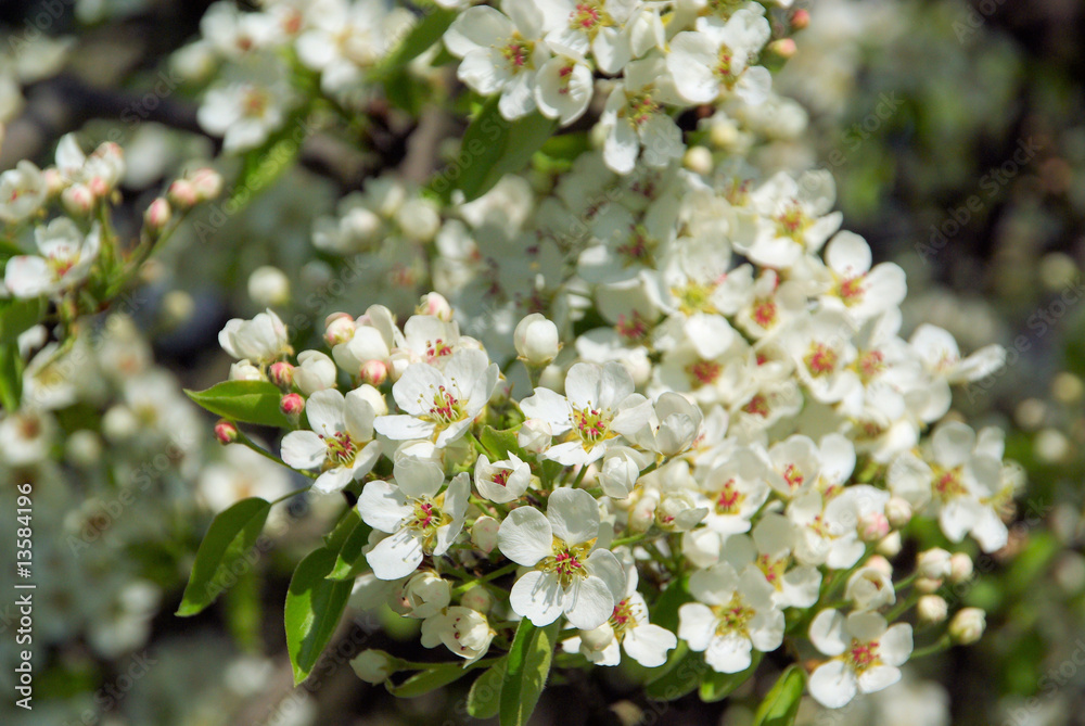 Birnbaumblüte - flowering of pear tree 56