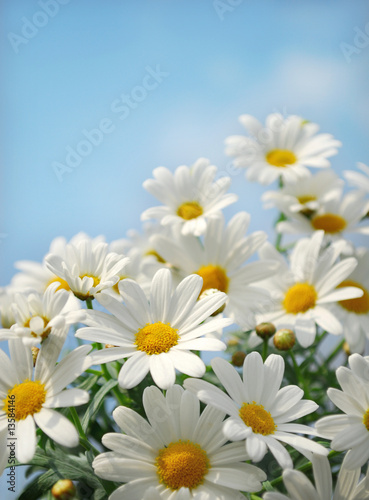 Field of daisy