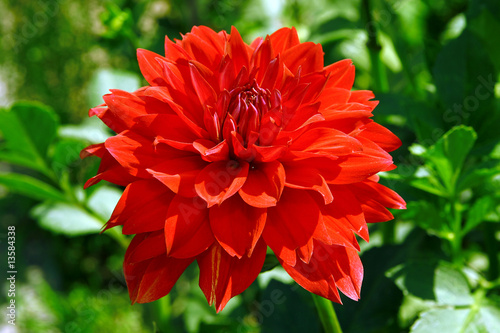 Beautiful red flower agains...