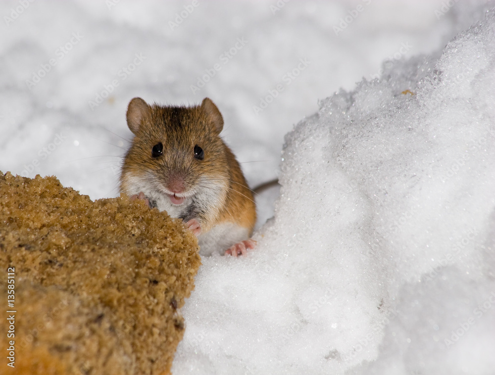 Apodemus agrarius, Striped Field Mouse Apodemus agrarius, Striped Field Mouse