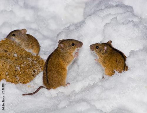 Apodemus agrarius, Striped Field Mouse photo