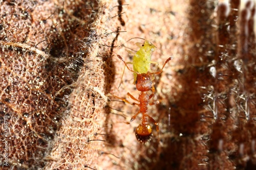 Foto fourmi et puceron