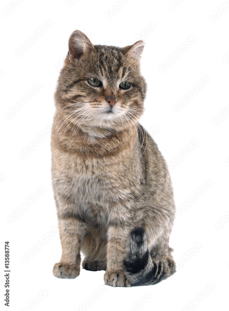 custom made wallpaper toronto digitalCat