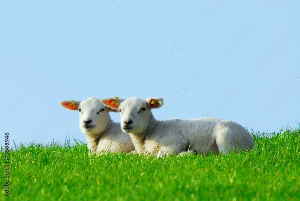cute lambs in spring cute lambs in spring