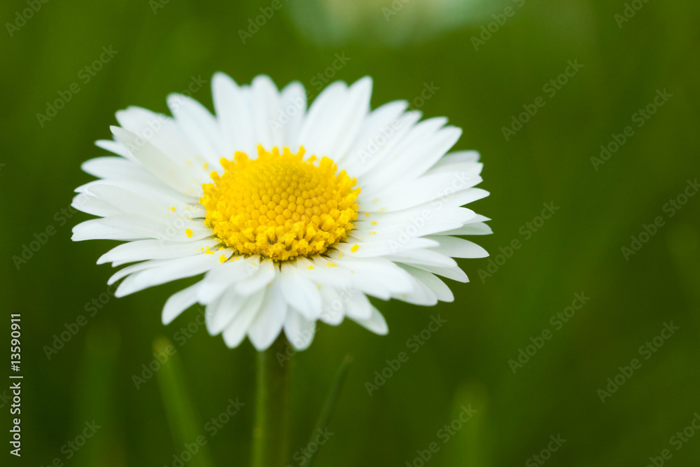 Obraz premium beautiful daisy