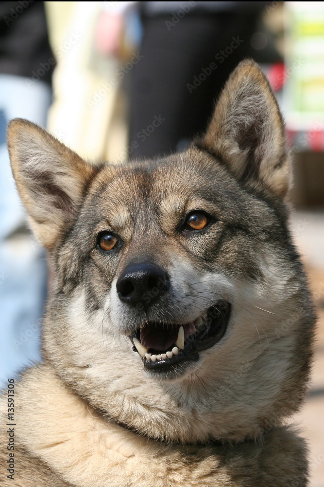 west siberian laika