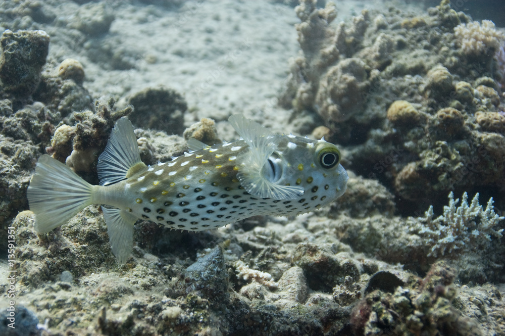 Yellow Spotted burrfish Yellow Spotted burrfish