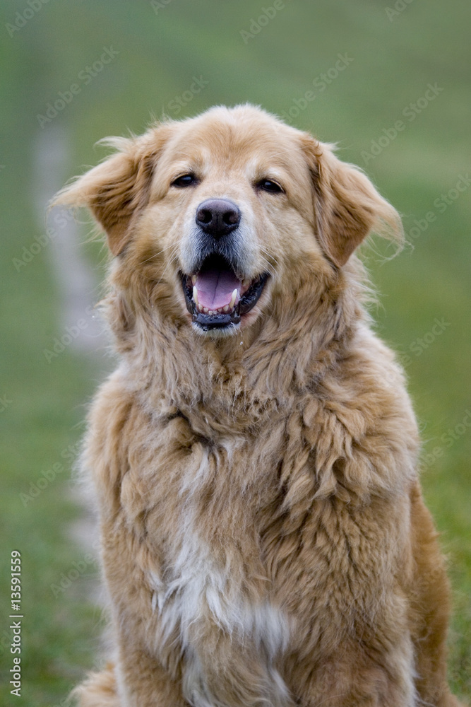 Hund - Golden Retriever