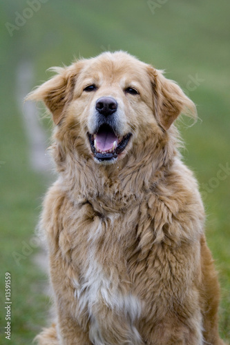 Hund - Golden Retriever