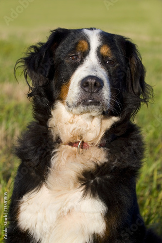 Hund - Berner Sennen