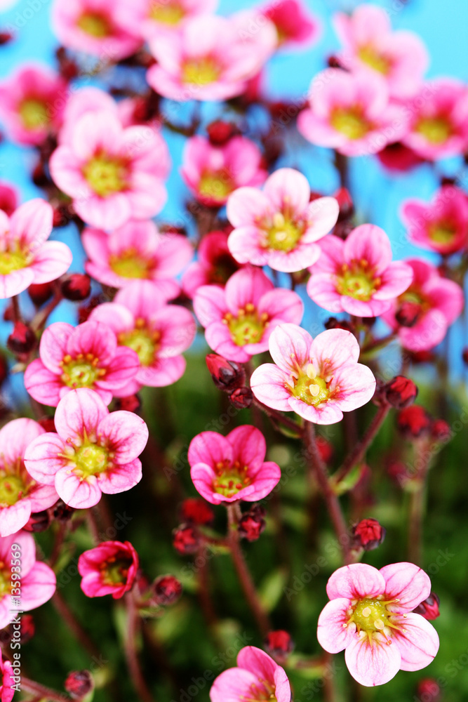 little pink little pink