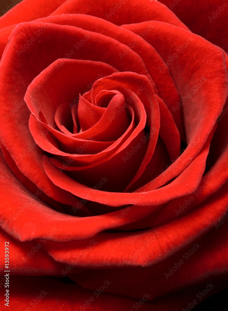 Rose close up Rose close up