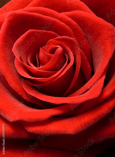 Rose close up