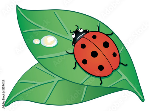 Coccinella e foglie