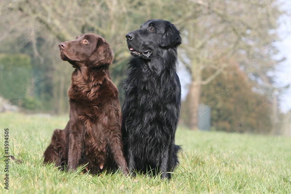 flat coated retriever assis côte à côte regardant de côté flat coated retriever assis côte à côte regardant de côté
