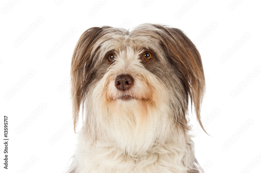 Bearded Collie isolated on a white background Bearded Collie isolated on a white background