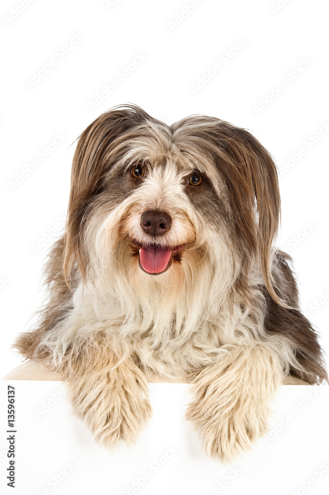 Bearded Collie isolated on a white background Bearded Collie isolated on a white background
