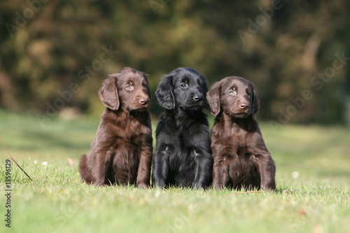 troid chiots flat coated retriever assis sagement côte à côte