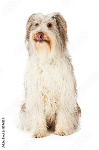Bearded Collie isolated on a white background © Paul Cotney