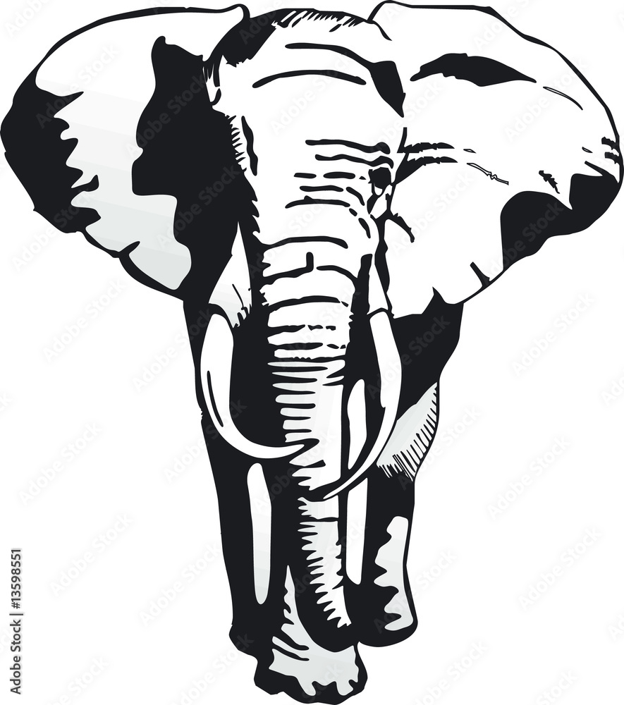 elefant v. vorn