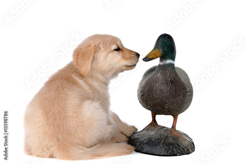 Billede på lærred golden retriever puppy looking at a duck decoy
