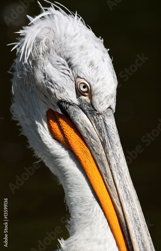 Detail Of Pelican