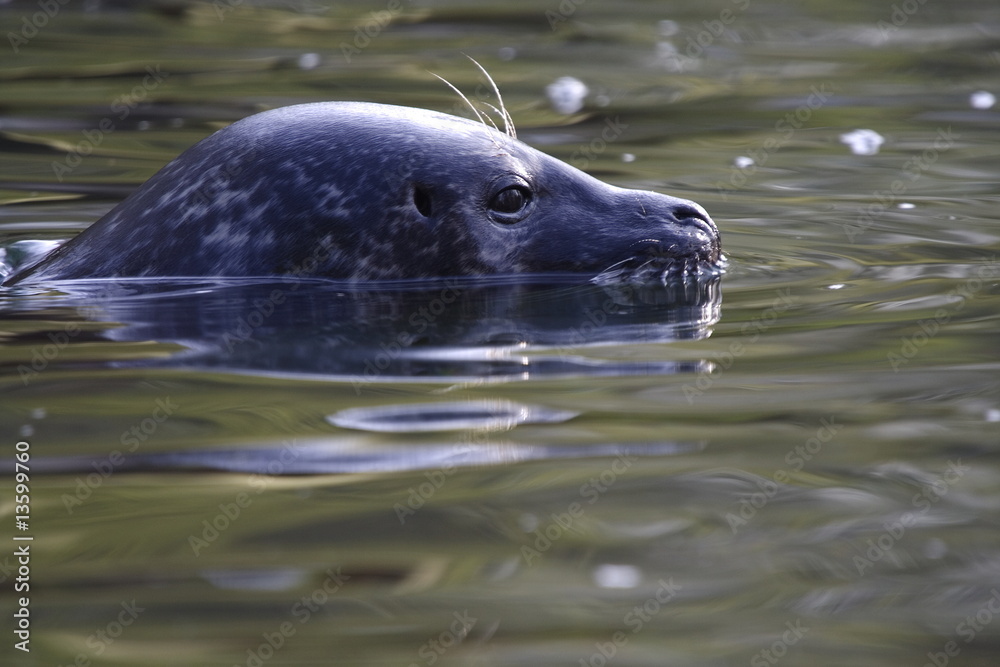 Fototapeta premium Seehund