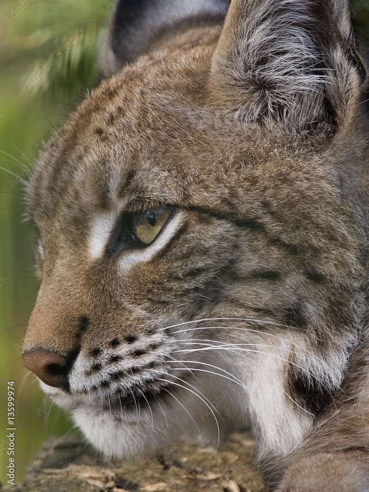 Obraz premium Luchs