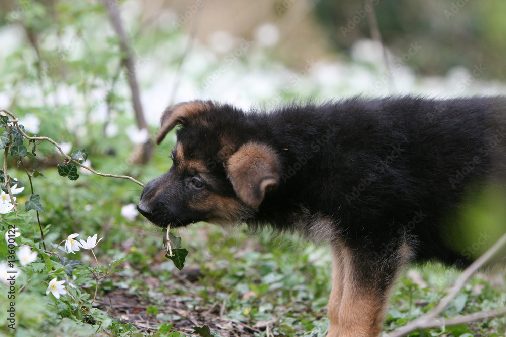 chiot berger allemand mordillant une branche de lierre