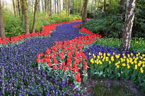 Fototapeta Naklejka Na Ścianę i Meble -  A colorful field of tulips and hyacinths in between trees.