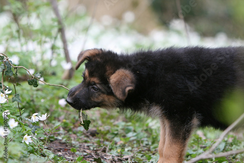 Obraz na płótnie chiot berger allemand mordillant une branche de lierre w salonie
